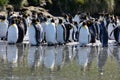 King Penguins standing in a calm pool of water (Aptenodytes pata Royalty Free Stock Photo