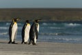 King penguins standing on a sandy coast by the blue ocean Royalty Free Stock Photo