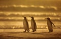 King penguins standing on a sandy coast at sunrise Royalty Free Stock Photo