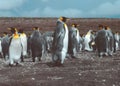 King Penguins at Volunteer Point, Falkland Islands Islas Malvinas