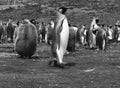 King Penguins at Volunteer Point, Falkland Islands Islas Malvinas