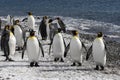 King penguins waddle out to sea on the beach on Salisbury Plain on South Georgia