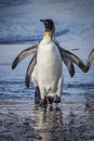 King penguins walking through the incoming waves. Royalty Free Stock Photo