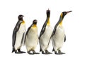 King penguins walking in a row, isolated Royalty Free Stock Photo