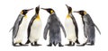 King penguins walking in a row, isolated Royalty Free Stock Photo