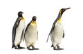 King penguins walking in a row, isolated Royalty Free Stock Photo