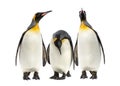 King penguins walking in a row, isolated Royalty Free Stock Photo