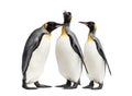 King penguins walking in a row, isolated Royalty Free Stock Photo