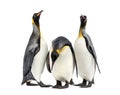 King penguins walking in a row, isolated Royalty Free Stock Photo