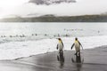 King penguins walking and swimming on South Georgia Island. Royalty Free Stock Photo