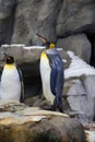 King Penguins Royalty Free Stock Photo