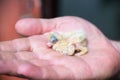 King Pigeon baby on a farmer hand