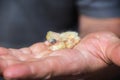 King Pigeon baby on a farmer hand