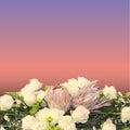 King pink protea arrangement on sunset purple background Royalty Free Stock Photo