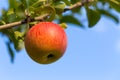 King of the Pippins - Apple Royalty Free Stock Photo