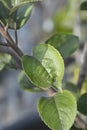 King of the Pippins apple tree Royalty Free Stock Photo