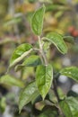 King of the Pippins apple tree Royalty Free Stock Photo