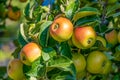 King of the Pippins - Apple Royalty Free Stock Photo