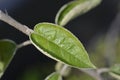 King of the Pippins apple tree Royalty Free Stock Photo