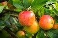 King of the Pippins - Apple Royalty Free Stock Photo