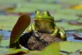 King of the Pond!