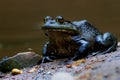 King of the Pond with Jester Royalty Free Stock Photo