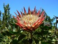 King Protea