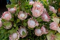 King Protea