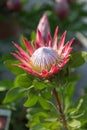 King Protea: Beautiful Protea Cynaroides Flower Close-up Royalty Free Stock Photo