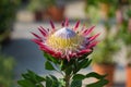 King Protea: Beautiful Protea Cynaroides Flower Close-up Royalty Free Stock Photo