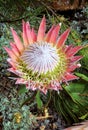 King Protea cynaroides bracts and flowers open Royalty Free Stock Photo