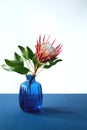 King Protea cynaroides flower with leaves in blue glass vase on blue table Royalty Free Stock Photo