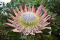 King Protea Cynaroides Royalty Free Stock Photo