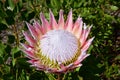 King Protea, Protea cynaroides, Kirstenbosch National Botanical Garden, Newlands, near Cape Town, South Africa Royalty Free Stock Photo