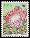 King protea Protea cynaroides, Sugarbushes serie, circa 1977