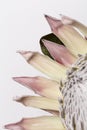 King protea exotic flower on a white background Royalty Free Stock Photo