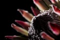 King protea exotic south african flower backlit