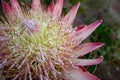 King protea flower Royalty Free Stock Photo