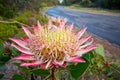 King protea flower Royalty Free Stock Photo