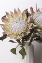 King protea flower in bloom bouquet Royalty Free Stock Photo