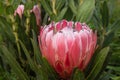 King protea flower in bloom Royalty Free Stock Photo