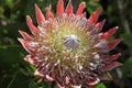 King Protea Flower Blossom with Pink Spikes Royalty Free Stock Photo