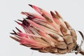 King protea flower. Dried Pink Protea Plant .