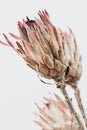 King protea flower. Dried Pink Protea Plant . Lifestyle image.