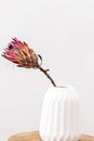 King protea flower. Dried Pink Protea Plant in Vase