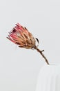 King protea flower. Dried Pink Protea Plant in Vase. Lifestyle image.