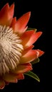 King Protea Half Isolated Black Background Left Royalty Free Stock Photo