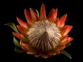 King Protea Isolated Black Background Centre