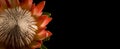 King Protea Isolated Black Background Left Royalty Free Stock Photo