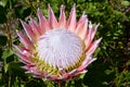 King Protea, Kirstenbosch Botanical Garden, Cape Town, South Africa